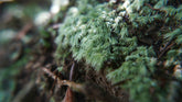 糙葉白髮|Lecobryum scaberulum